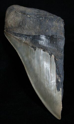 Huge Half Of + Inch Megalodon Tooth #1999